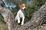 PARSON RUSSEL TERRIER 046